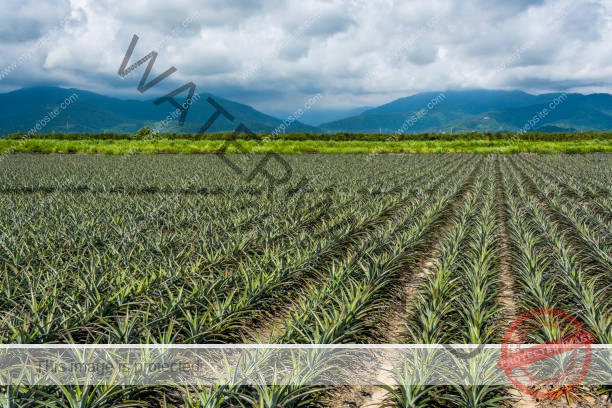 Ghanaian youth encouraged to get interested in farming