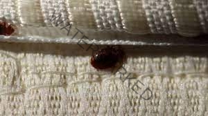 Ashanti Region – Three siblings die in suspected bedbugs insecticide mishap