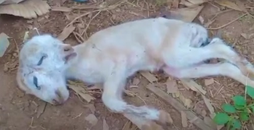 Sefwi Wenchi – residents witness the birth of a lamb with 2 head,2 eyes, 2 ears and 2 mouth