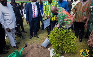 Green Ghana Day: Over 73% of trees planted since launch have survived – Abu Jinapor