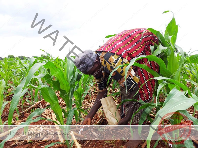 Fertilizer and maize seeds have been distributed to farmers in Abuakwa North.