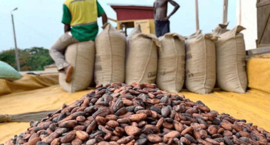 Farmgate cocoa price soars: Tonne up from GH¢20,928 to GH¢48,000 – Bag from GH¢1,308 to GH¢3,000