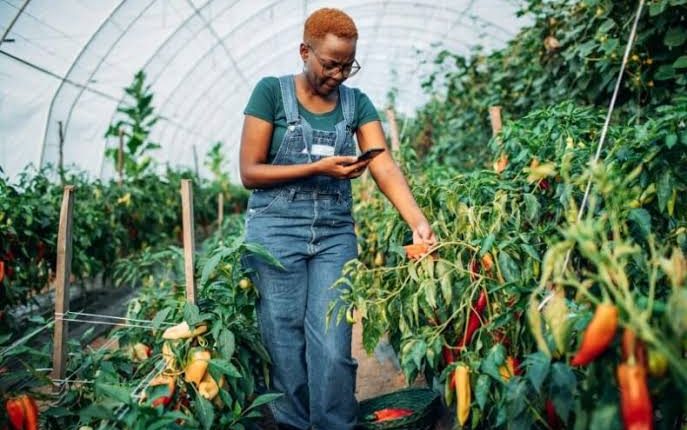 Adopt home gardening to ensure sustainable food security