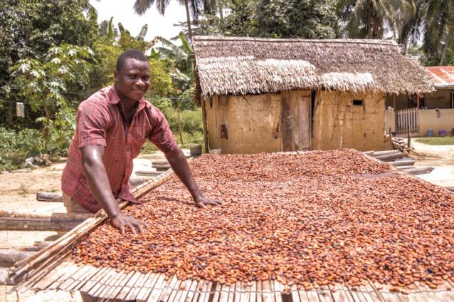 COCOBOD: Ghanaian cocoa farmers earn the highest farmgate price in West Africa