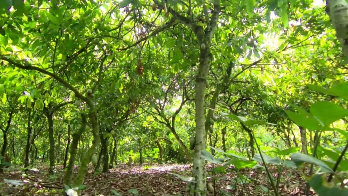 Cocoa Farmers in Ashanti’s Largest Producing Zone Fear Losing Farmlands to Real Estate Development