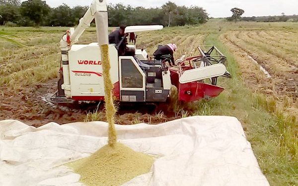 Struggling rice farmers lament lack of buyers, call for urgent government intervention